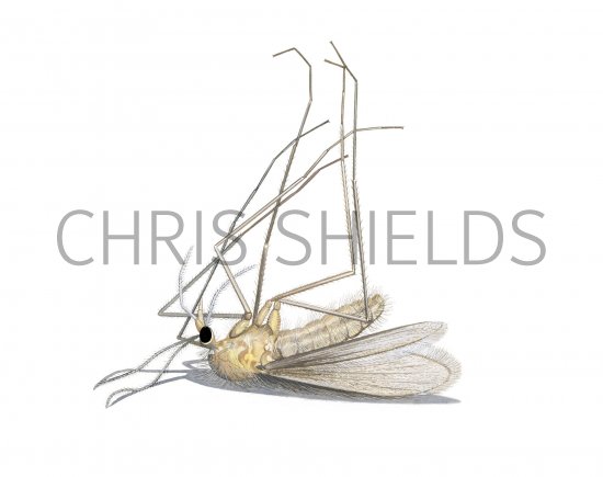 Illustration of Sandfly (Phlebotomus perniciousus) (#3797)