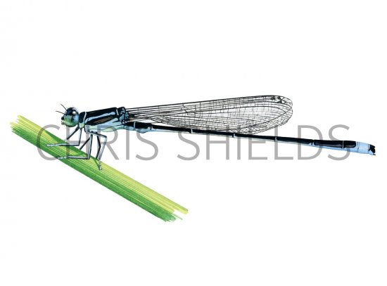 Illustration of Scarce blue-tailed damselfly (Ischnura pumilio) (#2625)