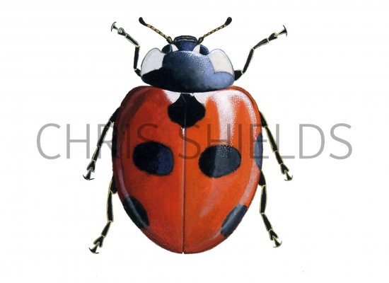 Illustration of Scarce 7-spot Ladybird (Coccinella magnifica) (#0908)