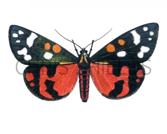 Illustration of Scarlet Tiger Moth (Callimorpha dominyla) (#1724)