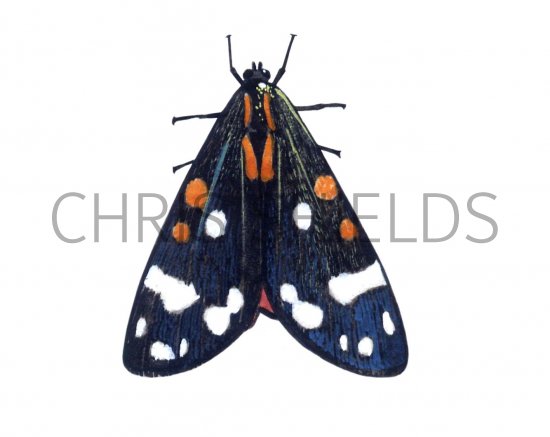 Illustration of Scarlet Tiger Moth (Callimorpha dominyla) (#1725)