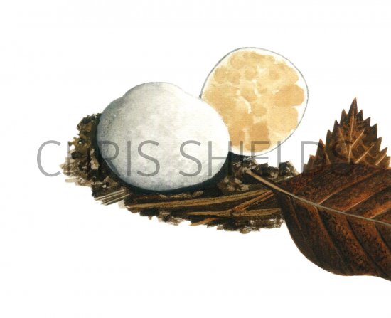 Illustration of Scerogaster conpactus (#1969)