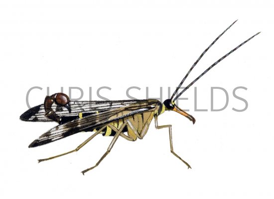Illustration of Scorpion Fly (Panorpa communis) (#1495)
