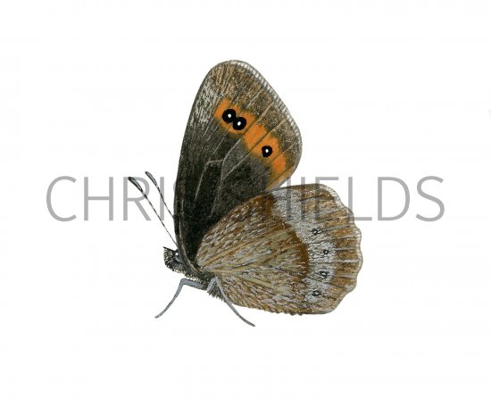 Illustration of Scotch Argus (Erebia aethiops) (#2640)