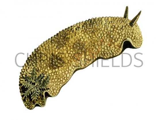 Illustration of Sea Lemon (Archidoris pseuoargus) (#2336)