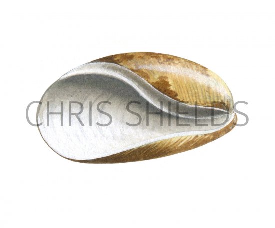 Illustration of Sea Slug (Bulla striata) (#2344)