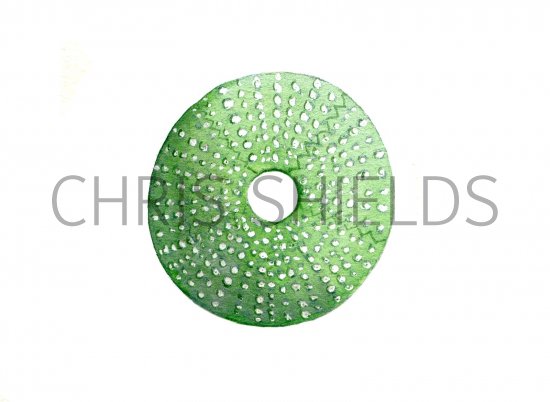 Illustration of Sea Urchin (Psammechinus millaris) (#0743)