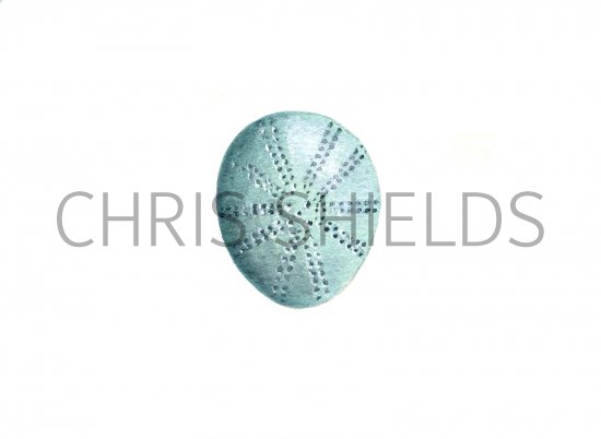 Illustration of Sea or Heart Urchin (Echinocyamus pusillus) (#0744)