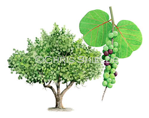 Illustration of Seagrape Tree (Coccoloba uvifera) (#4525)