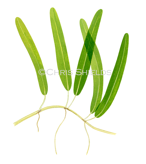 Illustration of Seagrass (Halophila stipulacea) (#4631)
