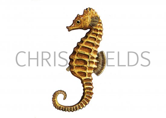 Illustration of Seahorse (short-snouted) Hippocampus hippocampus (#1001)