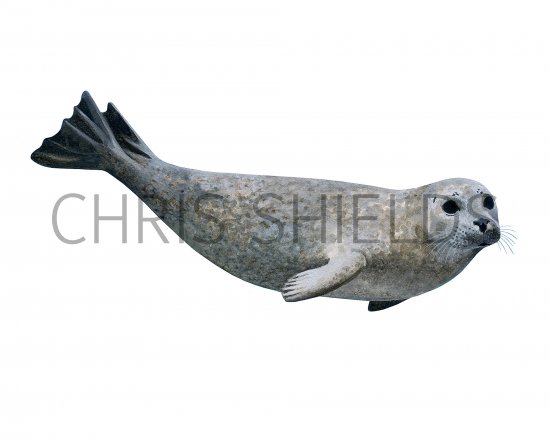 Illustration of Seal (Common) Phoca vitulina (#3785)