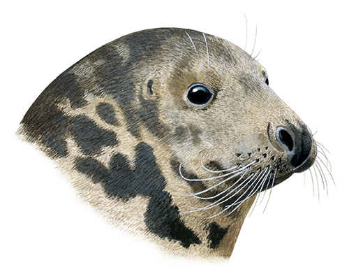 Illustration of Seal (Grey) Halichoerus grypus (#4404)