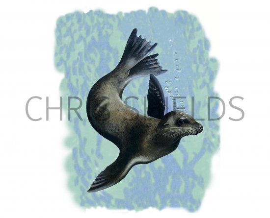 Illustration of California Sea Lion (Zalophus californianus) (#0881)