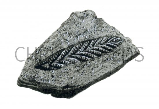 Illustration of Seapen Fossil (Charnia) (#0223)