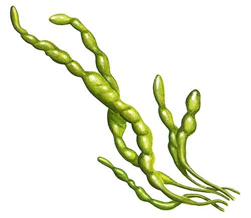 Illustration of Seaweed (Gutweed) Enteromorpha intestinalis (#0854)