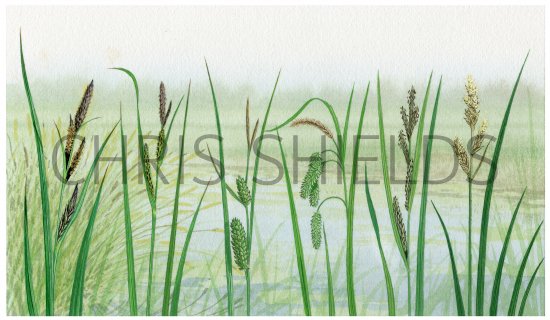 Illustration of Sedges (#0840)