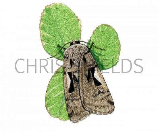 Illustration of Setaceous Hebrew Character (Xestia c-nigrum) (#2887)
