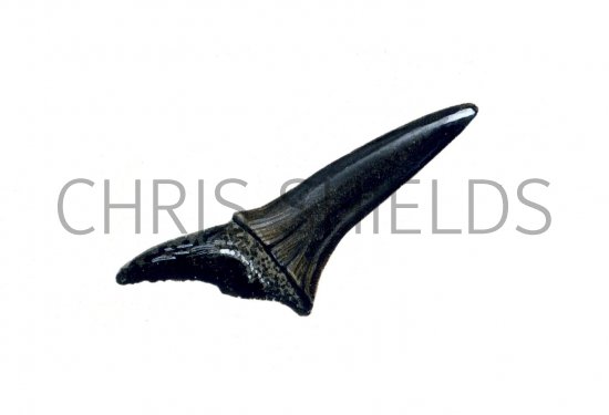 Illustration of Shark Tooth Fossil (#0685)
