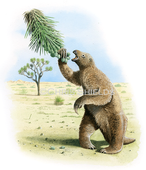 Illustration of Shasta Giant Ground Sloth (Nothrotheriops shastensis) (#4548)