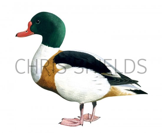 Illustration of Shelduck (Tadorna tadorna) (#1823)
