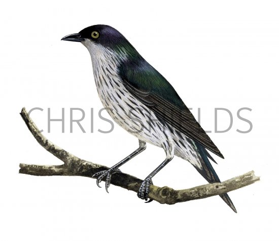 Illustration of Shinning Starling (immature) Aplonis metallica) (#2239)