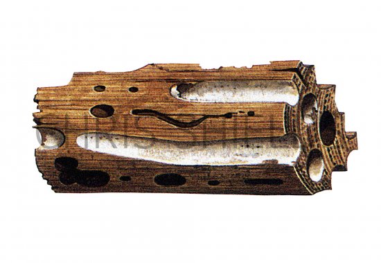 Illustration of Ship Worm (#0981)