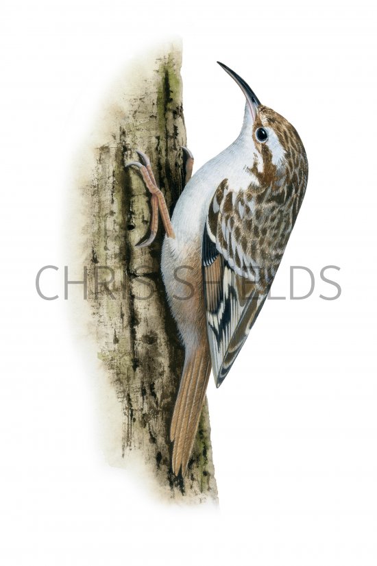 Illustration of Short-toed Treecreeper (Certhia brachydactyla) (#4298)