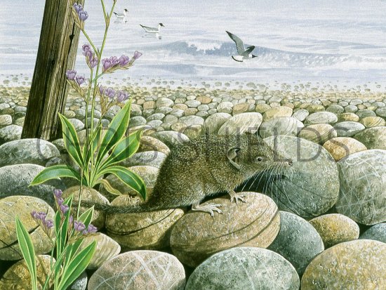 Illustration of Shrew (Lesser White-toothed) Crocidura suaveolens (#2101)