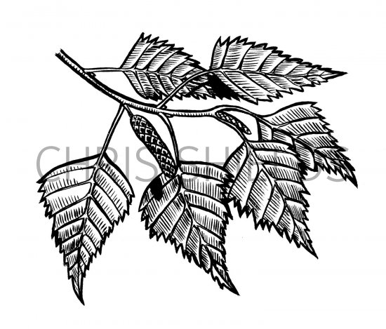 Illustration of Silver Birch leaves (Betula pendula) (#2404)