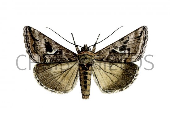 Illustration of Silver Y (Autographa gamma) (#1134)