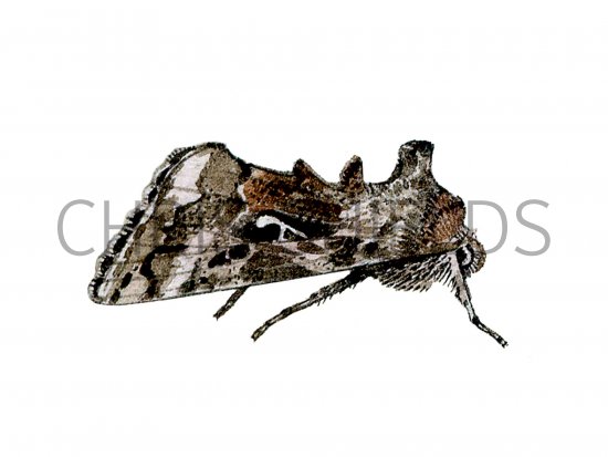 Illustration of Silver Y (Autographa gamma) (#1136)