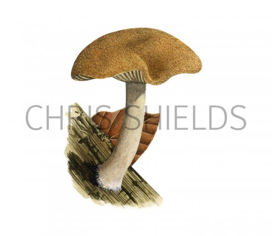 Illustration of Simocybe sumptuosa (#3605)