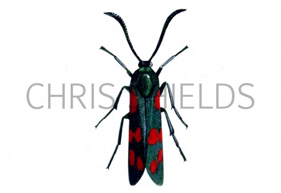 Illustration of Burnet Moth (Six-Spot) Zygaena filipendulae (#0829)