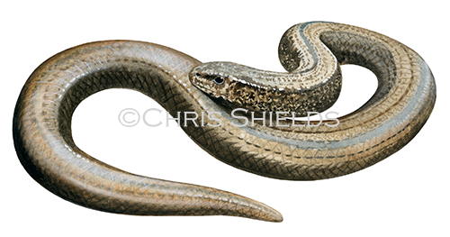 Illustration of Slow Worm (Anguis fragilis) (#4311)