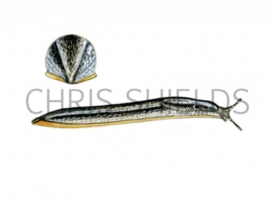 Illustration of Slug (Garden) Arion hortensis agg. (#0597)
