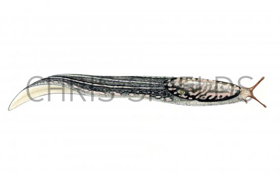 Illustration of Slug (Great Grey or Leopard) Limix maximus  (#0617)