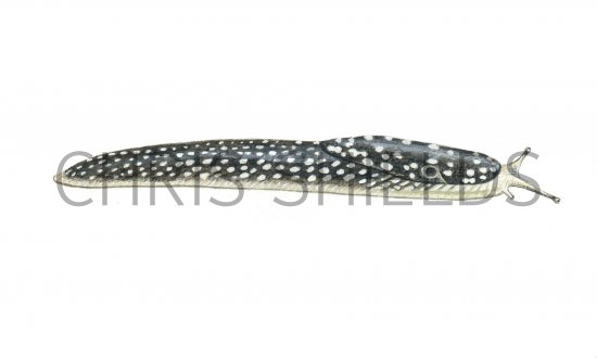 Illustration of Slug (Kerry) Geomalacus maculosus (#0598)
