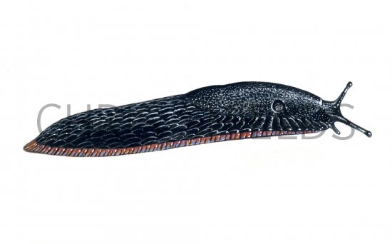 Illustration of Slug (Large Black) Arion ater) (#0601)