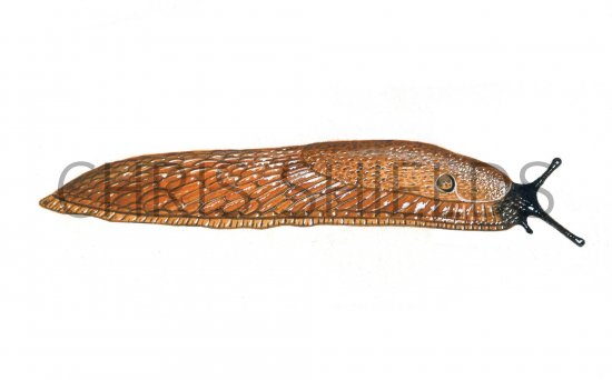 Illustration of Slug (Large Black-orange form) Arion ater (#0603)