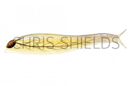 Illustration of Slug (Shelled) Testacella haliotidealscutulum (#0632)
