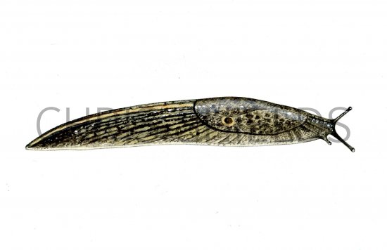 Illustration of Slug (Sowerby's) Tandonia sowerbyi (#0614)