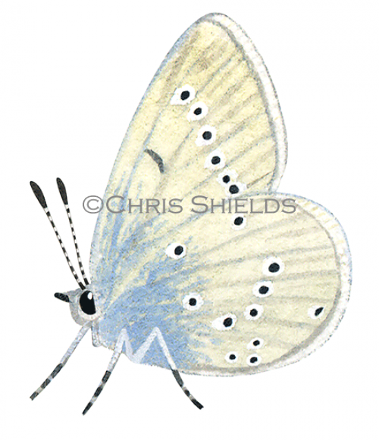 Illustration of Small Blue male (Cupido minimus) (#1433)