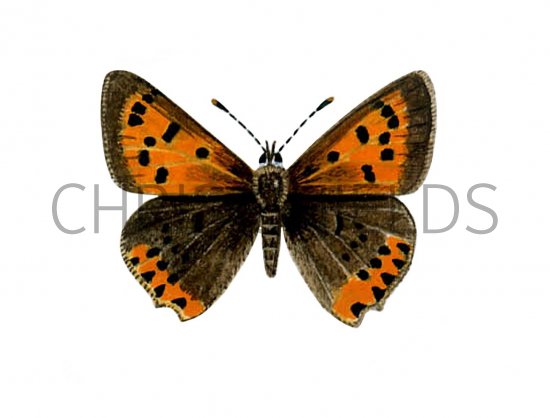 Illustration of Small Copper (Lycaena phlaeas) (#1384)