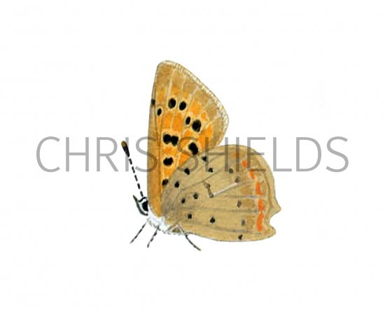Illustration of Small Copper (Lycaena phlaeas) (#1385)
