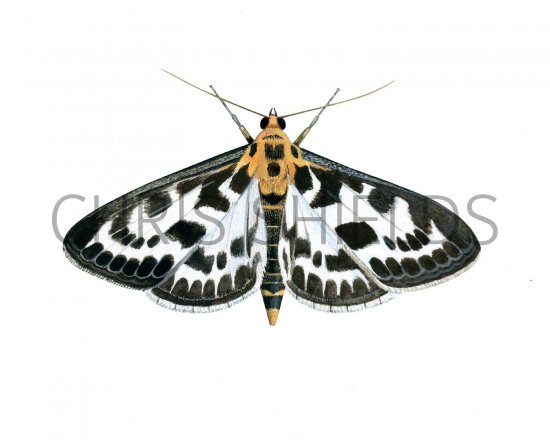 Illustration of Small Magpie Moth (Eurrhypara hortulata) (#2056)