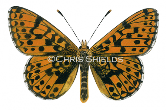 Illustration of Small Pearl- boardered Fritillary (Boloria selene) (#0326)