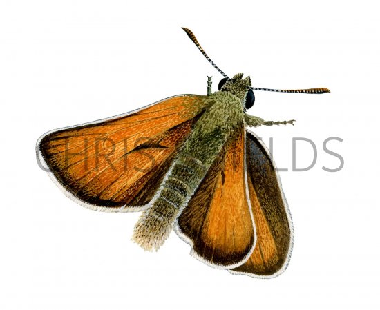 Illustration of Small Skipper (Thymelicus sylvestris) (#2744)