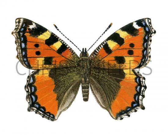 Illustration of Small Tortoiseshell (Aglais urticae) (#0329)