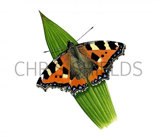 Illustration of Small Tortoiseshell (Aglais urticae) (#3387)
